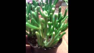 Finger jade plant trumpet jade succulent [upl. by Nosyk]