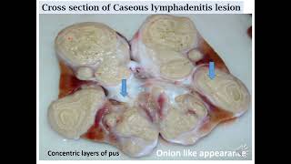 Caseous Lymphadenitis pathology pseudotuberculosis [upl. by Yessac]