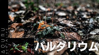 【自生地観察】ミヤマウズラのパルダリウム立ち上げ│ Goodyera schlechtendalian paludarium set up [upl. by Ardnal64]