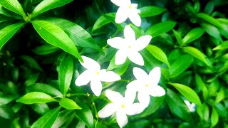 New Flower Blossom of Garden  Gardening Video [upl. by Htnamas]