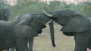 Exciting moments along the Mara River  Matira Safari Maasai Mara [upl. by Baudin]