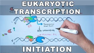 Transcription Initiation in Eukaryotes [upl. by Annaerb900]