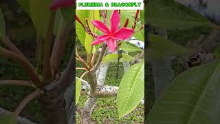 Beautiful PLUMERIA Frangipani Flower and Dragonfly plumeria plumeriaflower frangipani [upl. by Brownley748]