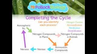 MrPollockBiology QampA 2 Nitrogen Cycle [upl. by Tereve277]