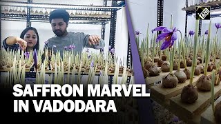 Vadodara couple’s tiny room yields big success in Saffron cultivation [upl. by Rawley]