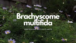 Brachyscome multifida  Australian Native Plant Profile  Pollinator Attracting Plants [upl. by Juliette376]