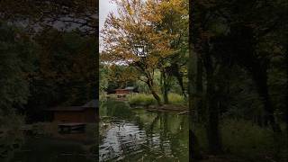 Herbst Natur Spaziergang Park Naturpark Burg Seebenstein shorts nature [upl. by Evod585]