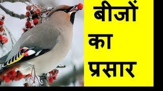 Seed Dispersal Types बीज प्रसार Hindi [upl. by Ravel]