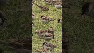 a delightful group of small brown sparrows as they enjoy life birds birdsoundscape [upl. by Yzzik]