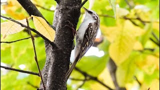 Treecreeper  Waldbaumläufer [upl. by Shepard]