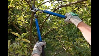 TOUT POUR BIEN COMPRENDRE LA TAILLE DE L’ARBRE DE POMMIER [upl. by Velma]