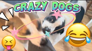 Dogs Go Crazy for 2 minutes [upl. by Pernick]