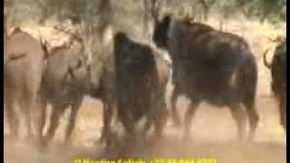 JJ Hunting Safaris  Dangerous Cape Buffalo Hunt [upl. by Luckin129]