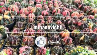 Gymnocalycium mihanovichii ep2 [upl. by Drofnas752]