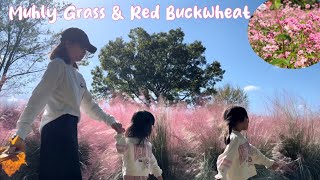 Muhly Grass amp RedFlowered Buckwheat At Expo Park [upl. by Llerred458]