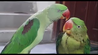 Indian Kashmire Raw Parrots whistling and scrolling   rawtalkingparrotviralvideo [upl. by Greer215]