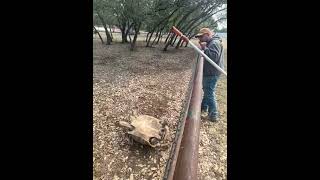 Man Jumps Over Fence to Help Flip Over Tortoise  1533189 [upl. by Rosio]