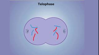 Stages of Mitosis  Prophase Prometaphase Metaphase Anaphase amp Telophase [upl. by Lamhaj701]