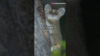 Top 5 Animals That Hibernate facts animals wildlife [upl. by Esidnac522]