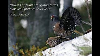 Parades nuptiales du grand tétras dans les Pyrénées françaises [upl. by Norihs]