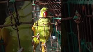 Mummy roti do parrot bird animals viralvideoytshorts like subscribe comment Kora dine08112024 [upl. by Lanoil819]