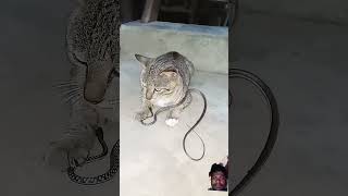 cat catlover cute funny cutecat rap music [upl. by Jehanna561]