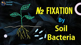 Nitrogen Fixation by Soil Bacteria [upl. by Odlaumor]