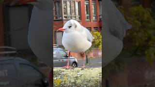 Redbilled gull Bird 🐦 [upl. by Ellingston]