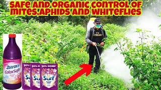 How to Eliminate Mites Aphids and Whiteflies  Cheap and Effective [upl. by Alit]