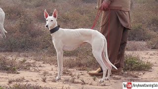 most beautiful white greyhound x whippet dog [upl. by Annaitsirk]