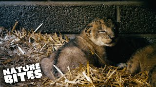 ADORABLE Lion Cubs Meet Their Dad for the First Time  Fota Into the Wild [upl. by Higinbotham634]