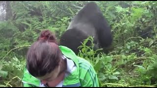 🦍 GORILA DAS COSTAS PRATEADA CARA A CARA COM SERES HUMANOS O REI DAS FLORESTAS AFRICANA gorila [upl. by Akenor]