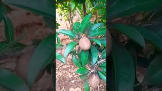 Home garden 🏠 banana 🍌 sapota cricket 🏏 ball 🏀 sapota music malayalam song trending [upl. by Samuelson]