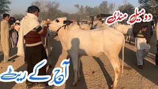 Today Domail mandi 6122024 latest update ll Taxila mandi ll Jamil tv ll [upl. by Lorrimor]