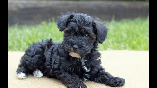 Mini Schnoodle Puppies for Sale [upl. by Clementine]