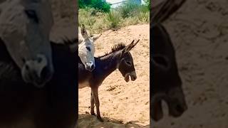 donkey reels shorts pets viral video [upl. by Luwana]