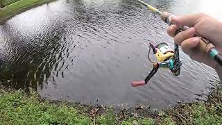 Fishing For Bluegill Using BREAD  Bank Fishing [upl. by Suoirad595]