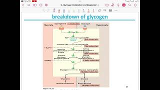 Lecture 10  Glycogen MetabolismBiosynthesis and Degradationand Regulation [upl. by Amak]