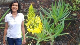 How to Grow Bulbine Frutescens or Jelly Burn Plant with actual results [upl. by Metzger]