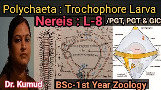 Nereis Trochophore Larva Larva Of Polychaeta L8BSc1st YearZoology TGT PGT amp GIC STD [upl. by Haidabej]