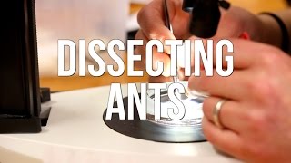 Dissecting Ants [upl. by Tor340]