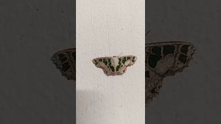 Scopula divisaria Geometridae geometer moth ngengat geometris animalshorts moths [upl. by Ellenod921]