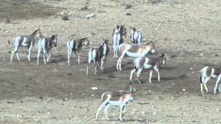 Onagers in the Negev desert near Mitpze Ramon Israel [upl. by Friedly]