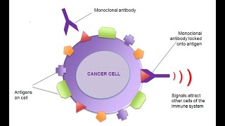 How Monoclonal Antibodies Treat Cancer Types of Monoclonal Antibodies [upl. by Glavin]