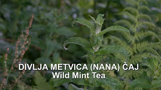 Divlja dugolisna metvica nana čaj  Wild Mint Tea Mentha longifolia  4K [upl. by Lleval]