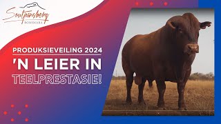 Soutpansberg se Produksieveiling 2024 [upl. by Festatus36]