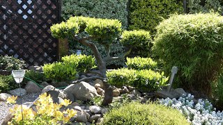 Kirschlorbeer gestalten – Lorbeerkirsche Formschnitt als Art Bonsai schneiden  Gartentipp [upl. by Leisam190]