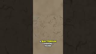 Binary Fission Uncovering Bacterias Reproduction Secrets ScienceExplained LearnBiology Bacteria [upl. by Ariana]