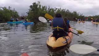 Humedal Caño Tiburones Puerto Rico 2018 [upl. by Hennie]