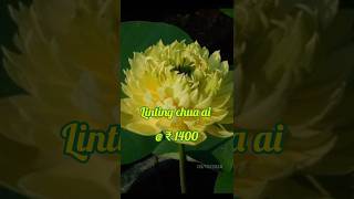 Linting chua ai lowest price offerprice available new latest yellow lotus [upl. by Ahmed658]